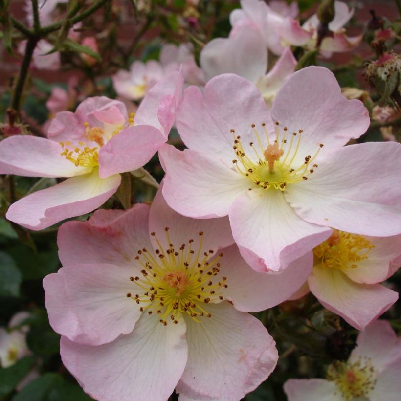 Rosa Smarty - Moderne Hybrid-Rose (Blüte)