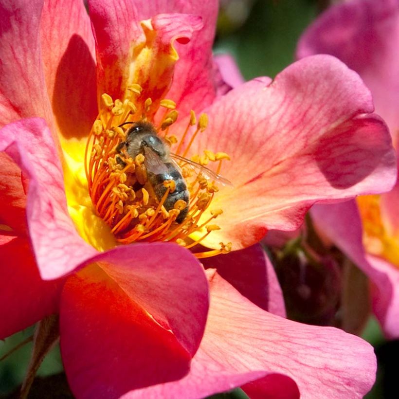 Rosa Pretty Sunrise (Yann Arthus-Bertrand) - Moderne Hybrid-Rose (Blüte)