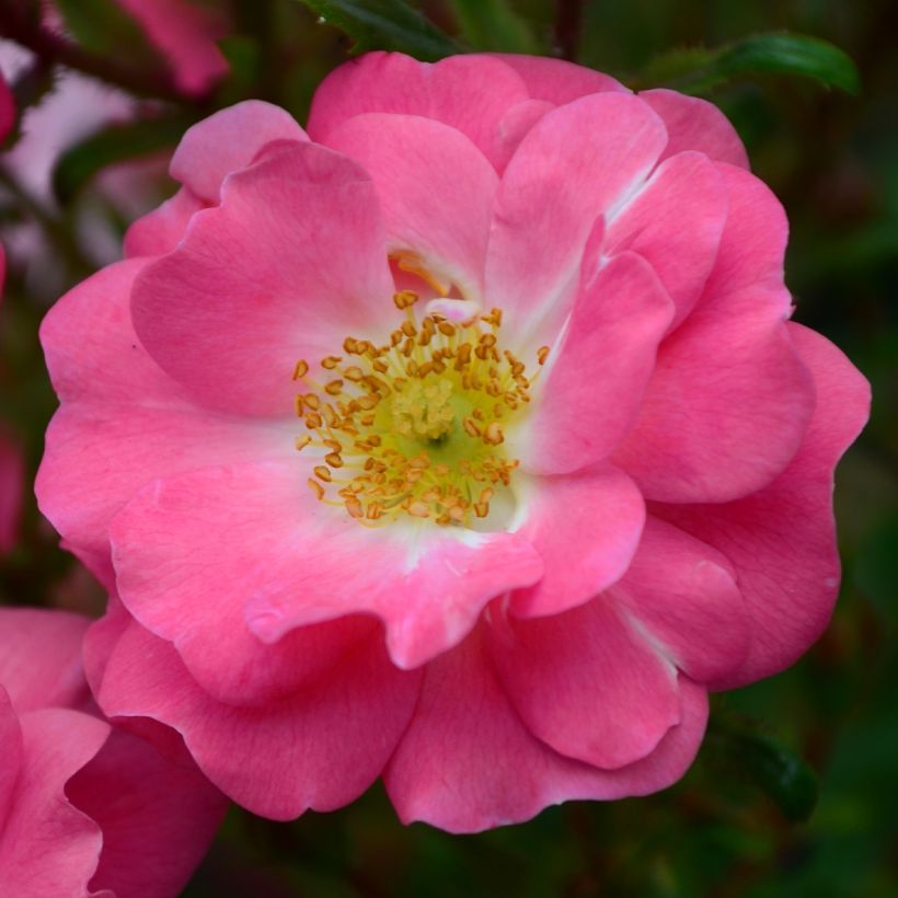 Rosa californica Plena - Kalifornische Hecken-Rose (Blüte)