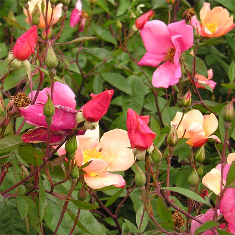 Rosa chinensis Mutabilis - Bodendecker-Rose (Blüte)