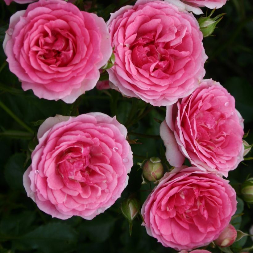 Rosa Rigo Rosen Amica - Bodendecker-Rose (Blüte)