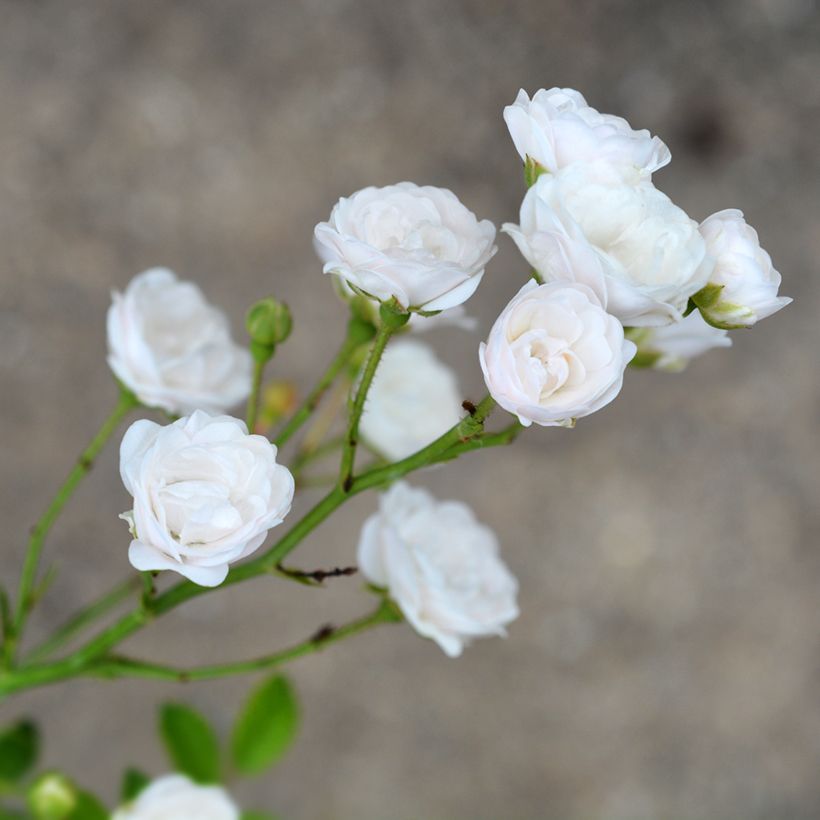 Bodendecker-Rose Crystal Fairy (Blüte)