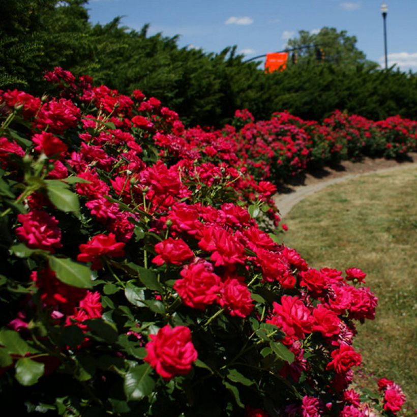 Rosa Knock Out Radrazz - Bodendecker-Rose (Hafen)