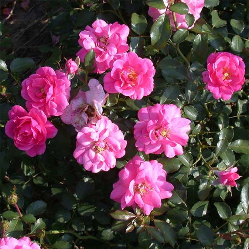 Rosa Mirato - Bodendecker-Rose (Blüte)