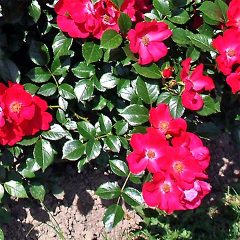 Rosa Pink Flash Trakeeplac - Bodendecker-Rose (Laub)