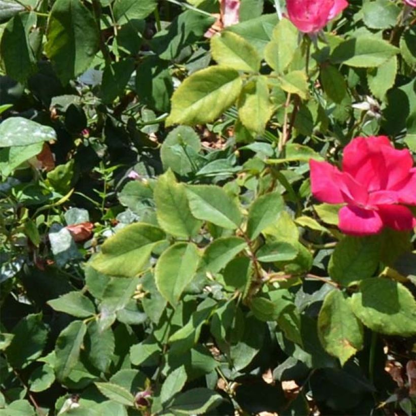 Rosa Pink Knock Out - Bodendecker-Rose (Laub)