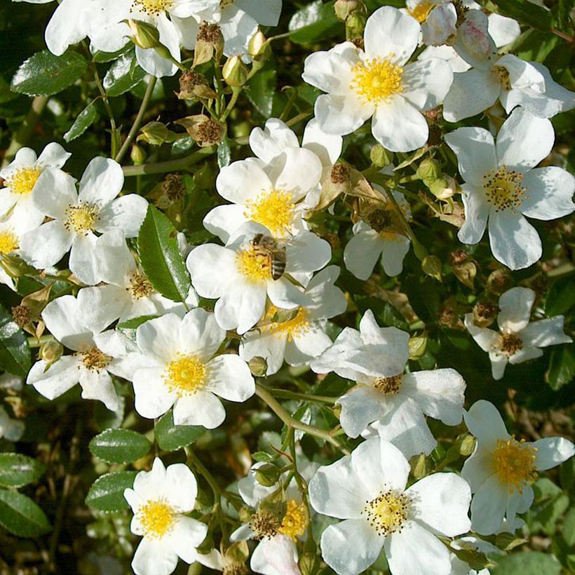 Rosa Snow Star - Bodendecker-Rose (Blüte)