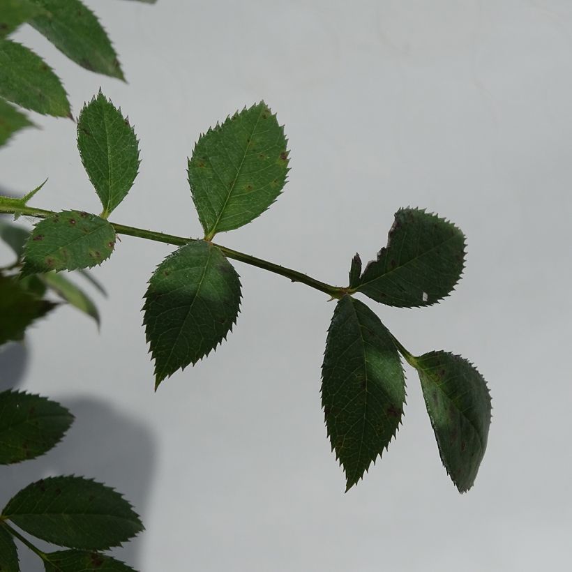 Rosa Star Profusion - Bodendecker-Rose (Laub)