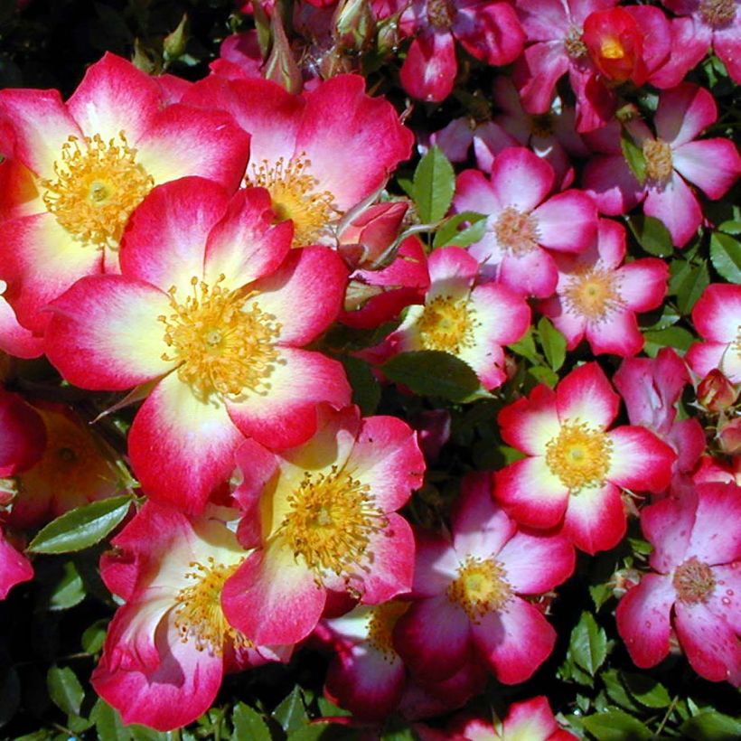 Rosa Star Profusion - Bodendecker-Rose (Blüte)