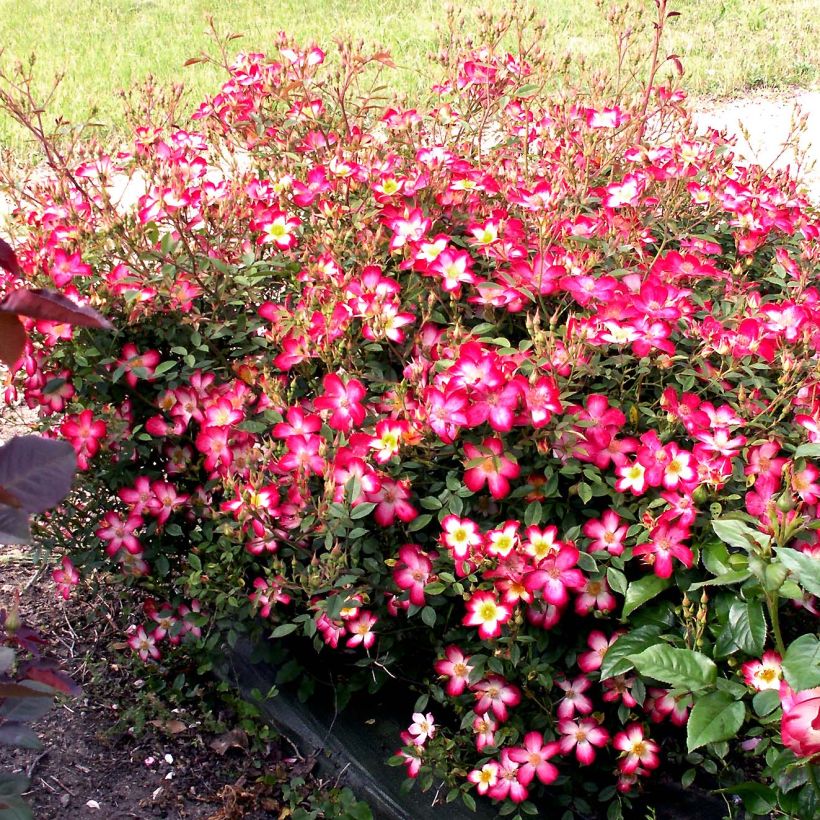 Rosa Star Profusion - Bodendecker-Rose (Hafen)