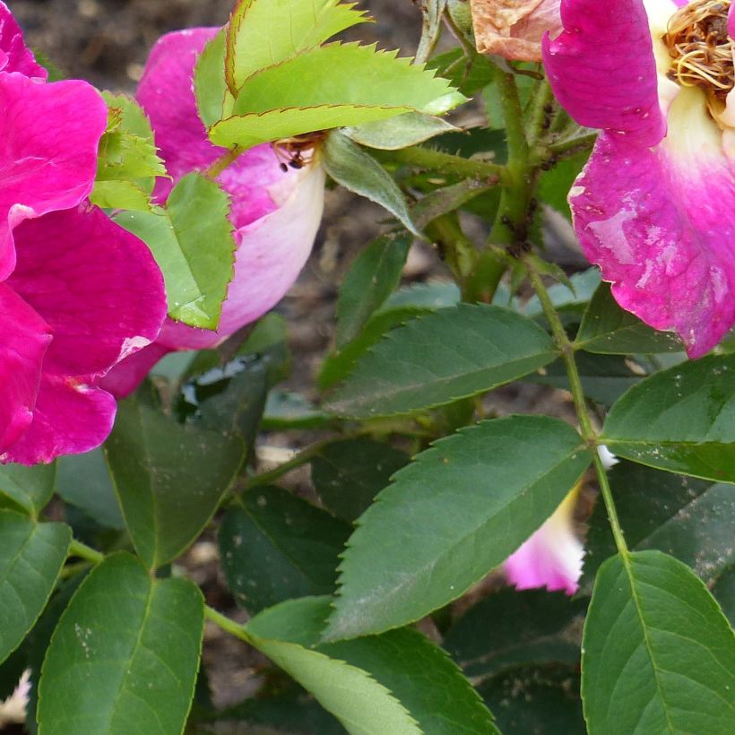 Rosa Weg der Sinne - Bodendecker-Rose (Laub)