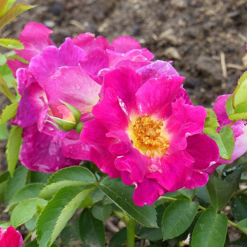 Rosa Weg der Sinne - Bodendecker-Rose (Blüte)