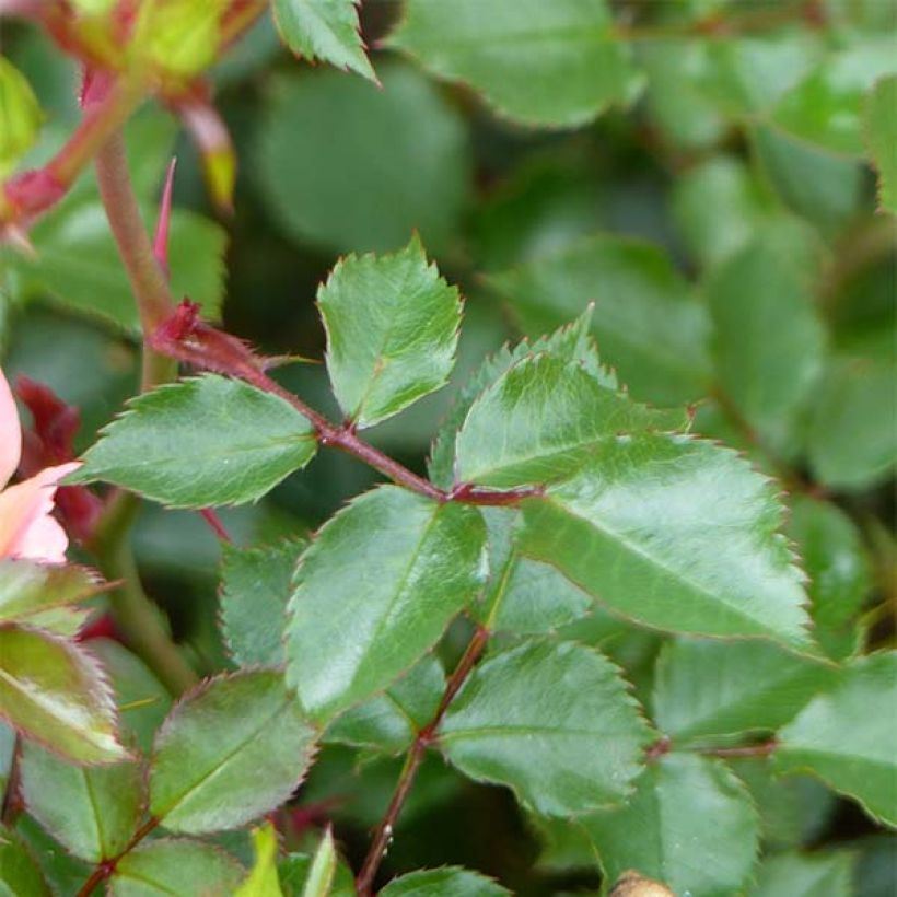 Rosa Happy Chappy - Bodendecker-Rose (Laub)