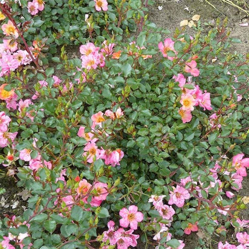 Rosa Happy Chappy - Bodendecker-Rose (Hafen)