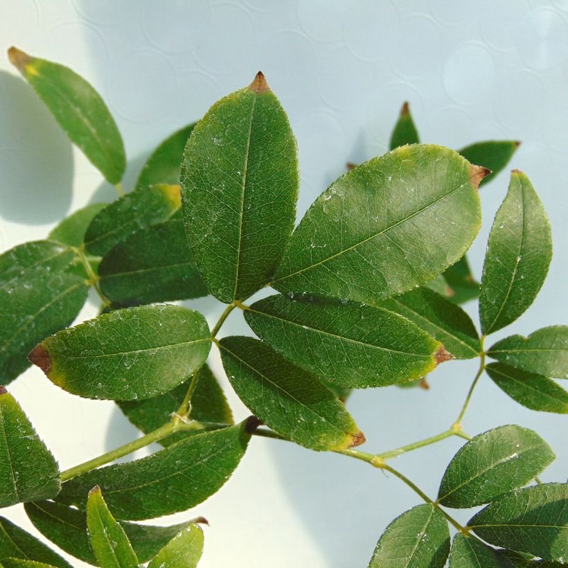 Rosa banksiae Lutea - Meran-Rose (Laub)