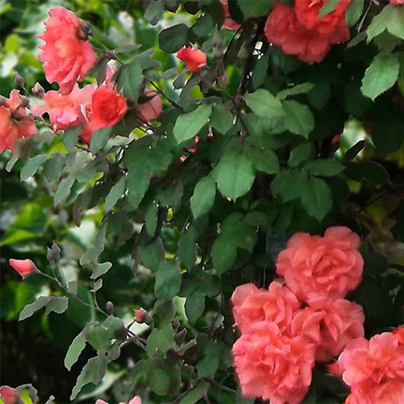 Rosa Alibaba - Kletterrose (Laub)