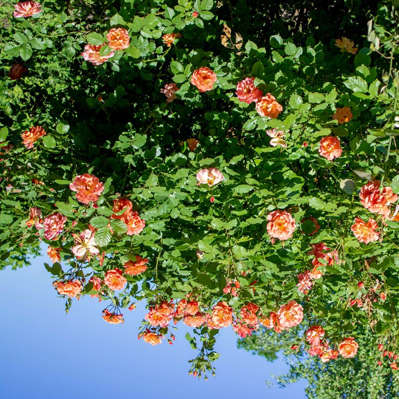 Rosa Aloha de Kordes - Kletterrose (Hafen)