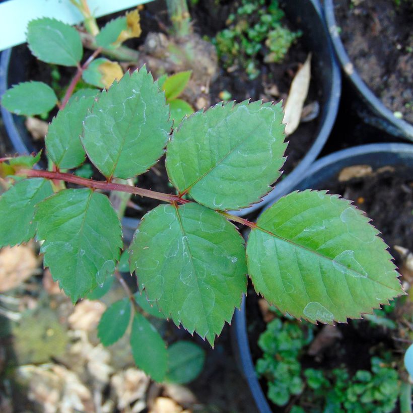 Rosa Aloha de Kordes - Kletterrose (Laub)