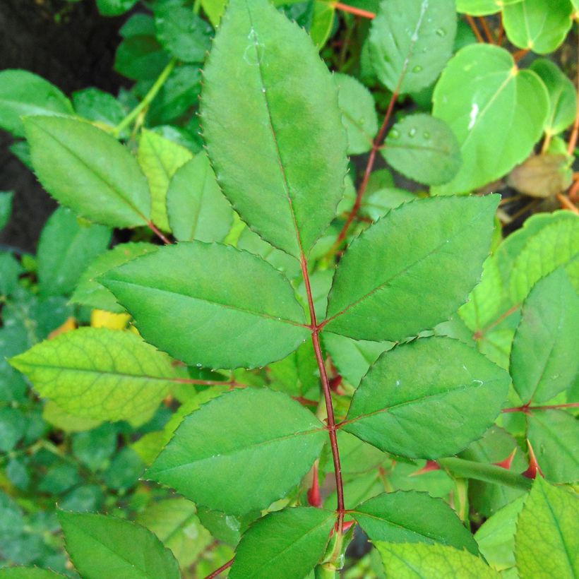 Rosa Blossomtime - Hybrid-Kletterrose (Laub)