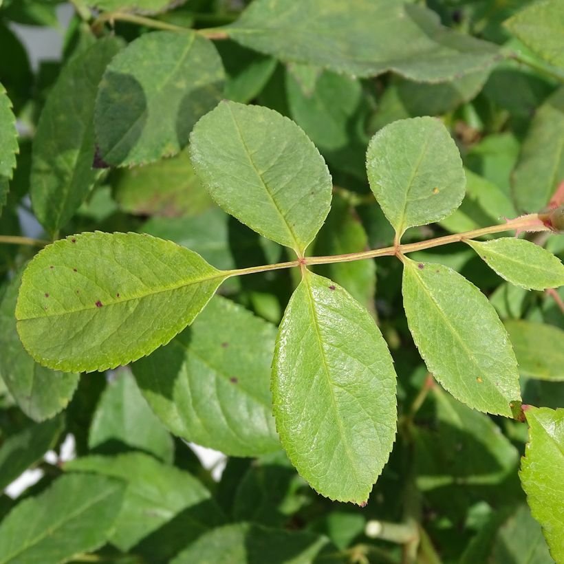 Rosa polyantha Cecile brunner - Kletterrose (Laub)