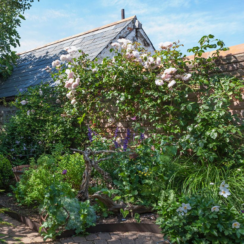 Rosa David Austin The Generous Gardener - Kletterrose (Hafen)