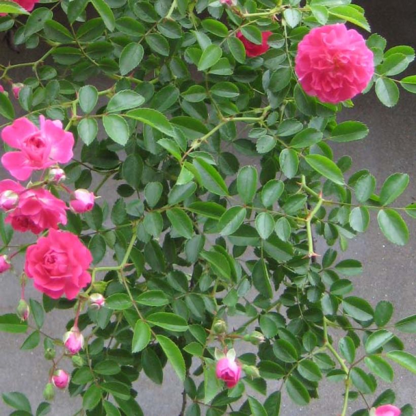 Rosa wichuraiana Excelsa - Kletterrose (Laub)