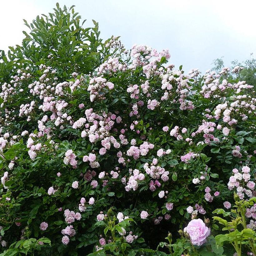 Rosa Frau Eva Schubert - Kletterrose (Hafen)