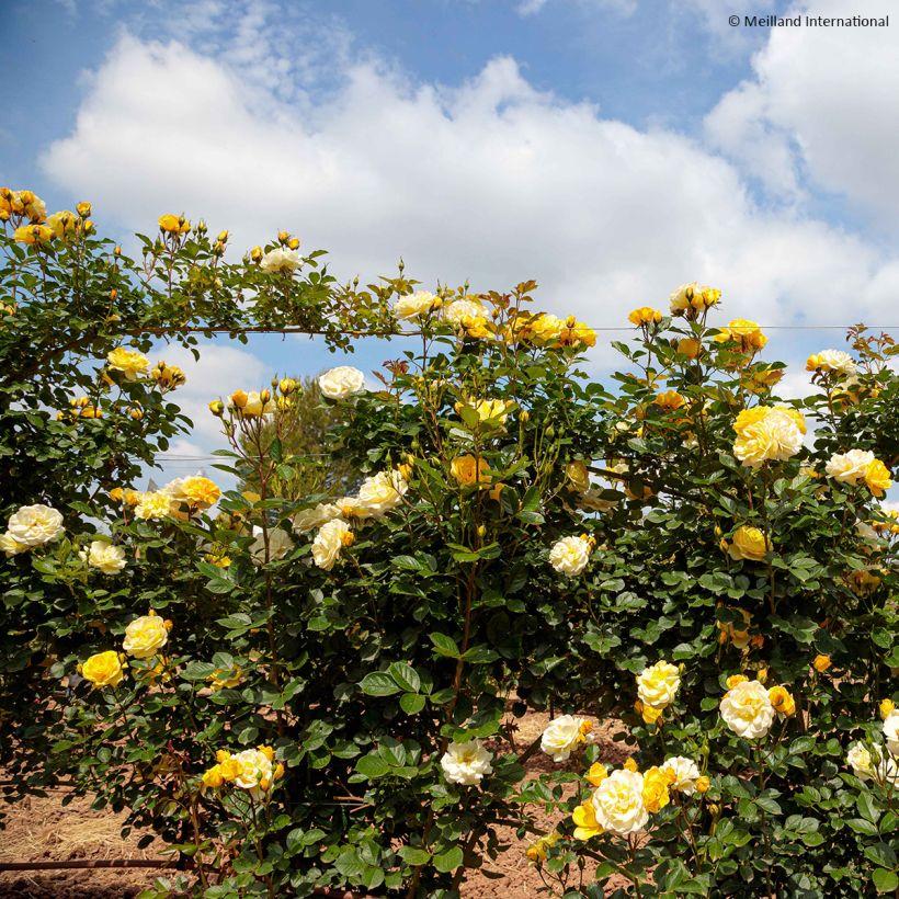 Rosa Golden Pareo Meipiyou - Kletterrose (Hafen)