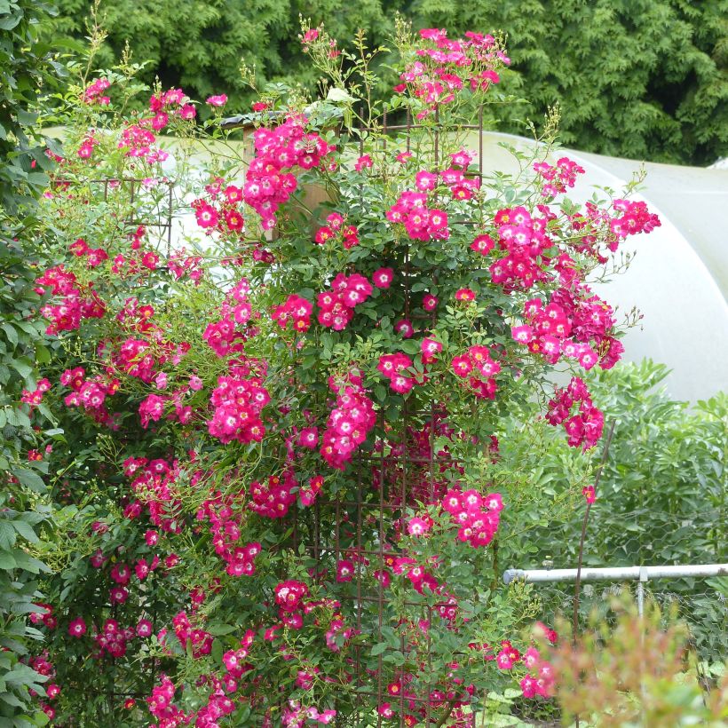 Rosa Libertas - Kletterrose (Hafen)