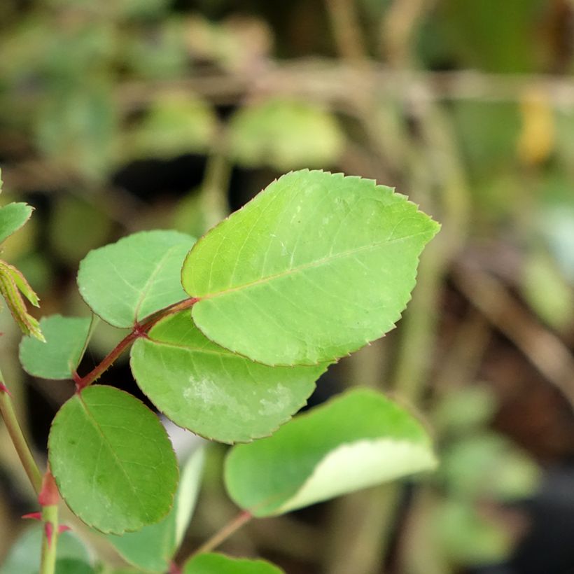 Rosa wichuraiana May Queen - Kletterrose (Laub)