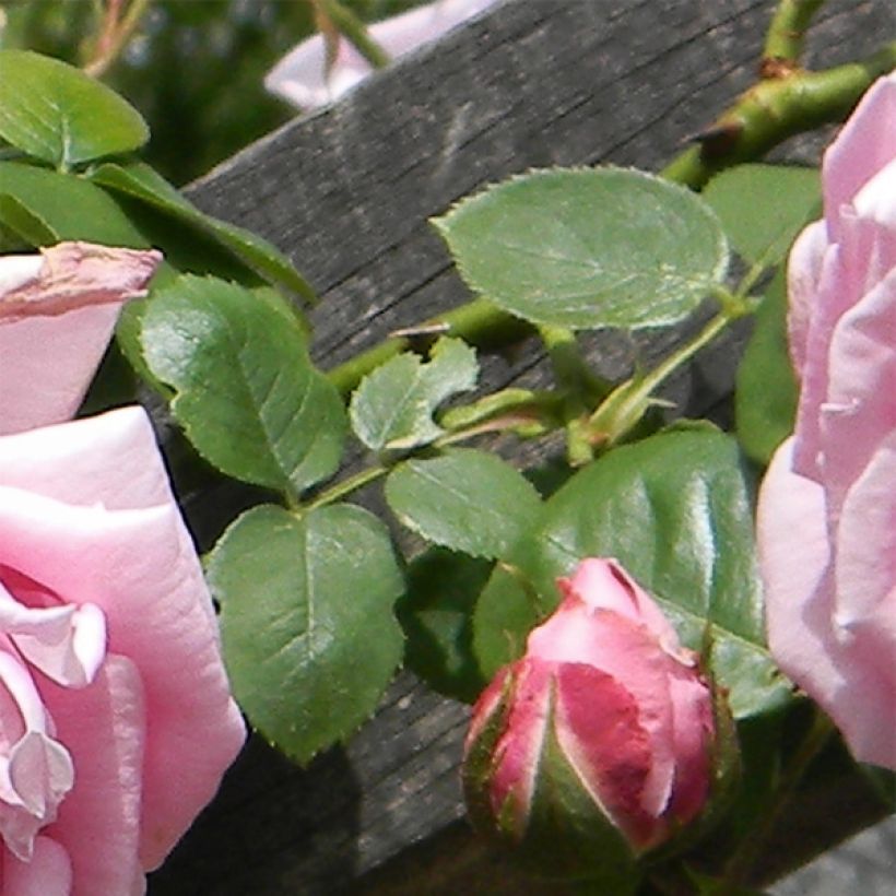 Rosa Mme Caroline Testout - Alte Kletterrose (Laub)