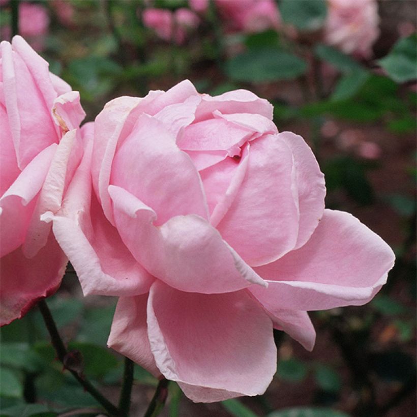 Rosa Mme Caroline Testout - Alte Kletterrose (Blüte)