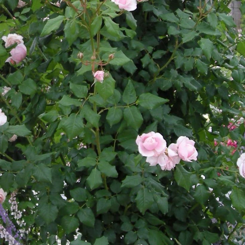 Rosa Nahéma - Kletterrose (Laub)