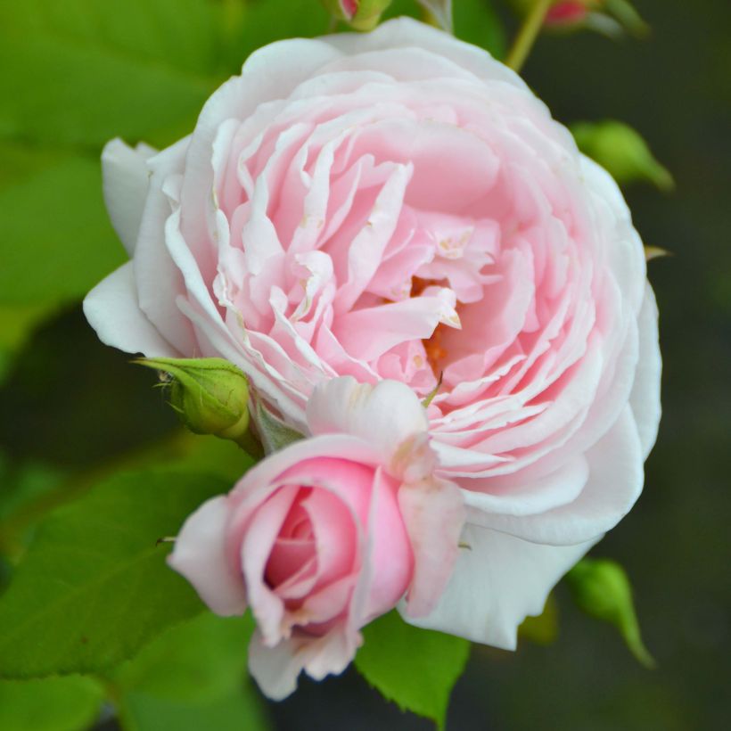 Rosa Nahéma - Kletterrose (Blüte)