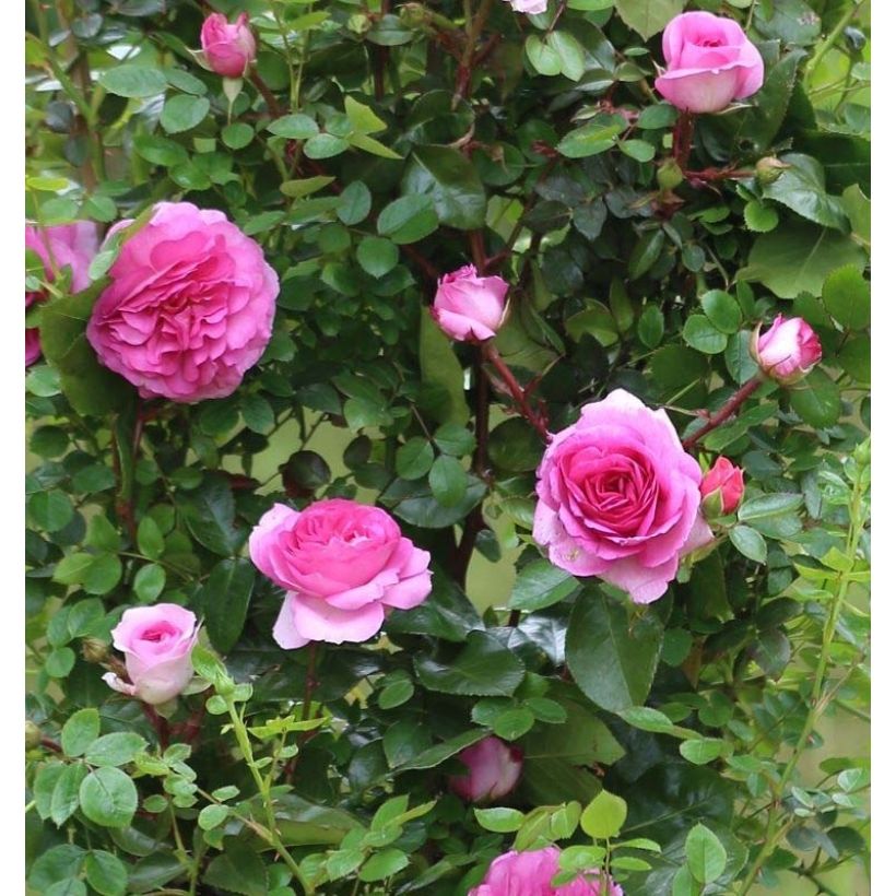 Rosa Ozeana - Kletterrose (Blüte)