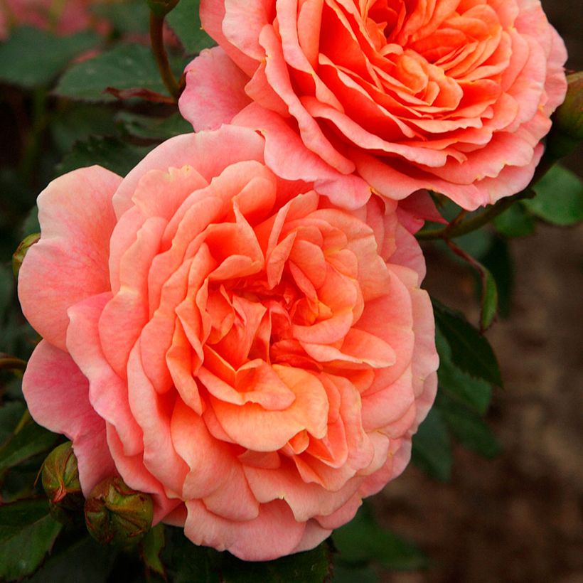 Rosa Peach Melba - Kletterrose (Blüte)