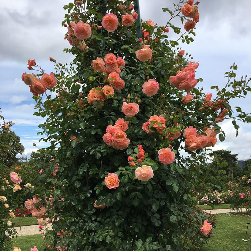 Rosa Peach Melba - Kletterrose (Hafen)