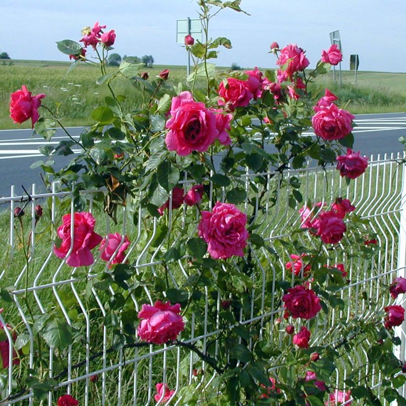 Rosa Roi de Siam - Kletterrose (Hafen)