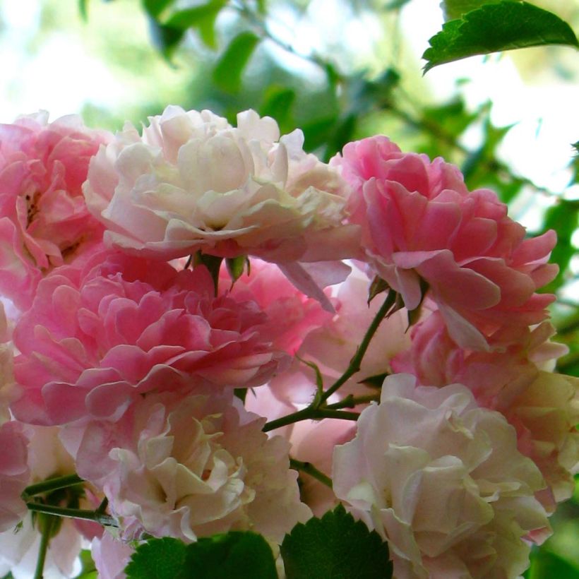 Rosa multiflora Seven Sisters Rose - Kletterrose (Blüte)