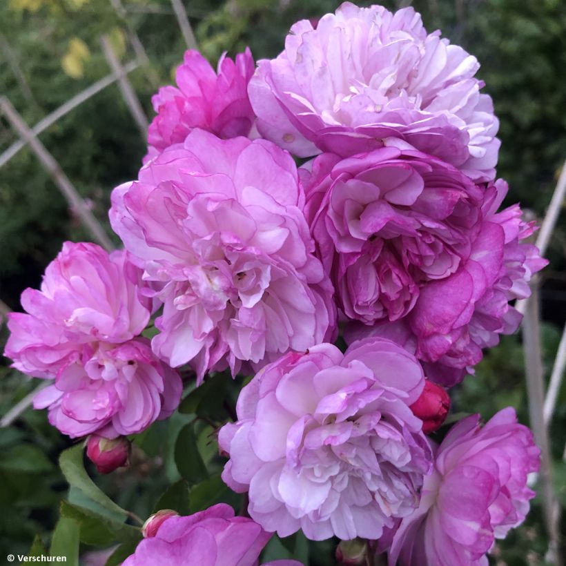 Rosa Siluetta Lavender - Kletterrose (Blüte)