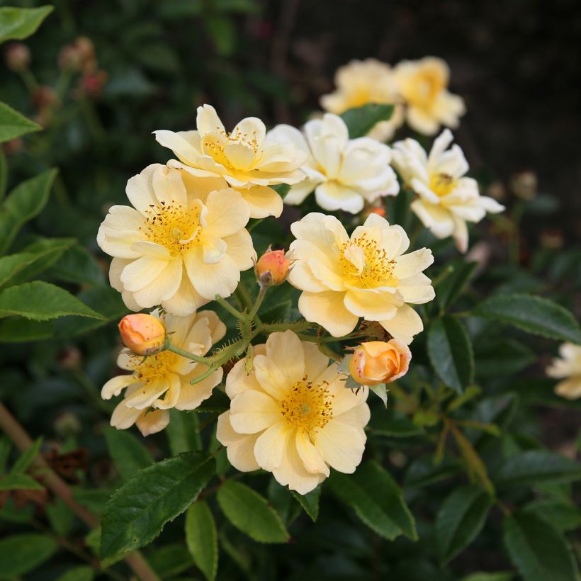 Rosa Siluetta Sunny - Kletterrose (Blüte)