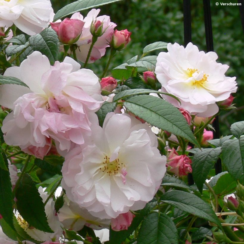 Rosa Siluetta Sweet - Kletterrose (Blüte)