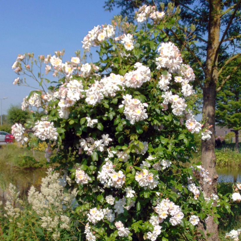 Rosa Sourire d'Orchidée - Kletterrose (Hafen)