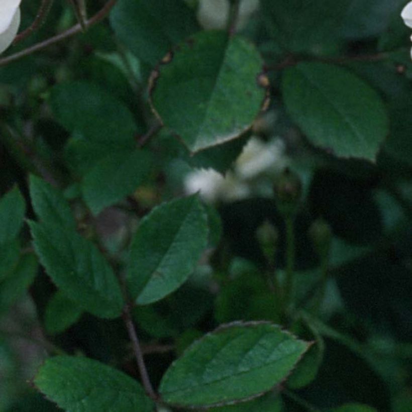 Rosa moschata Trier - Kletterrose (Laub)