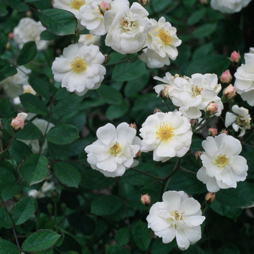 Rosa moschata Trier - Kletterrose (Blüte)