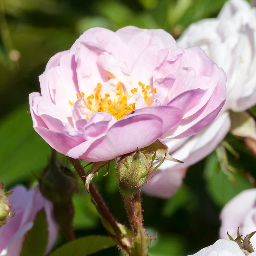 Rosa anglais Little Rambler - Kletterrose (Blüte)