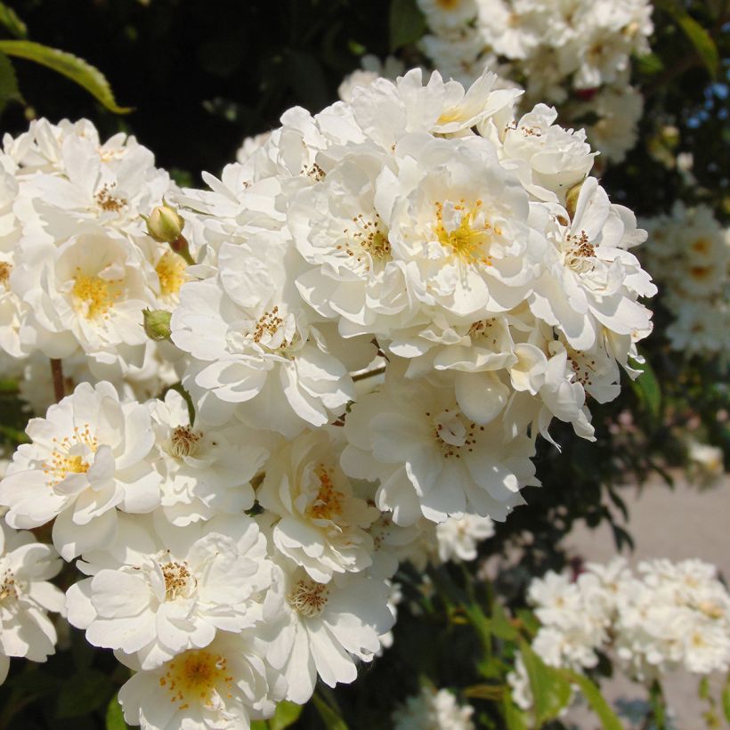 Rosa multiflora Bobbie James - Rambler-Rose (Blüte)