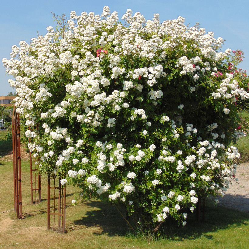 Rosa multiflora Bobbie James - Rambler-Rose (Hafen)