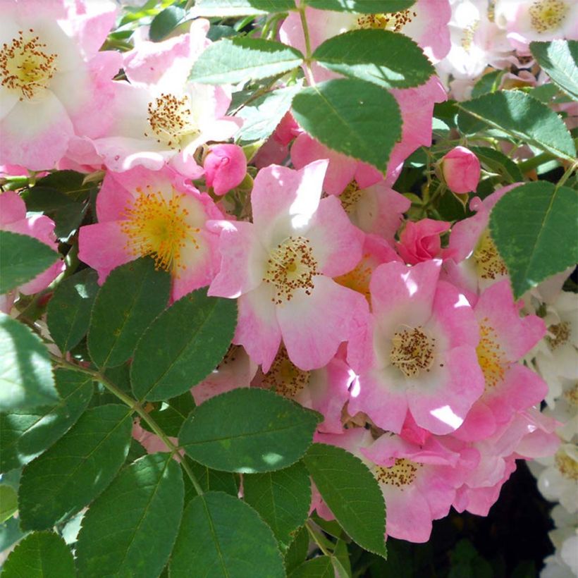 Rosa Kew Rambler - Rambler-Rose (Blüte)