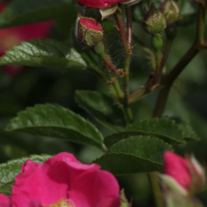 Rosa multiflora Maria Lisa - Rambler-Rose (Laub)